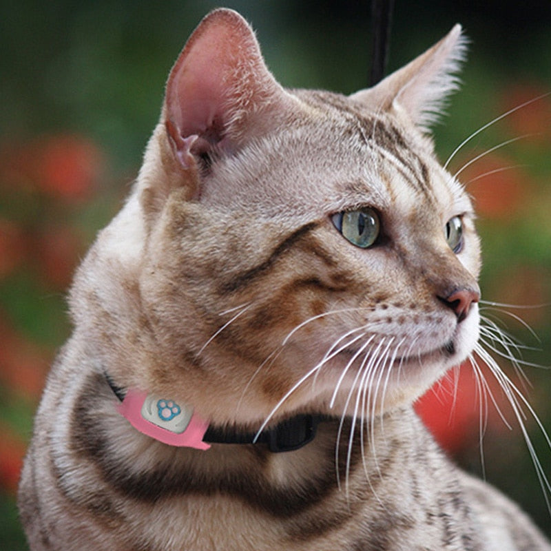 Smart GPS Cat Collar – Pet GPS Tracker With SIM Card