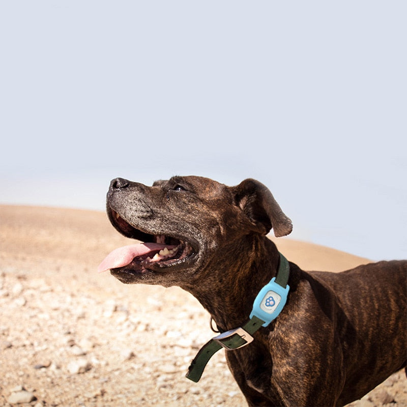 Smart GPS Cat Collar – Pet GPS Tracker With SIM Card